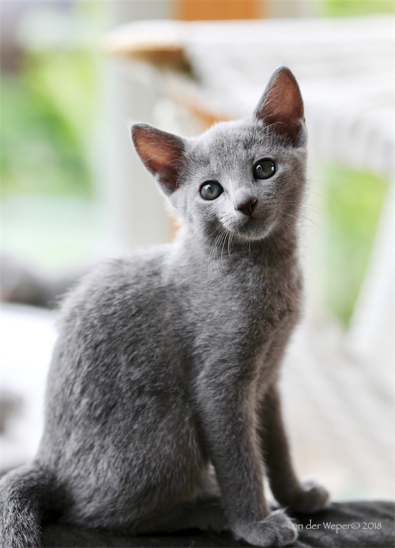 Russisch Blau Von Der Weper Cattery Züchter Kitten