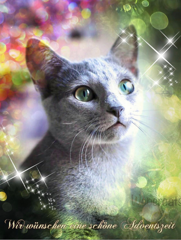 Russisch Blau Von Der Weper Cattery Züchter Kitten