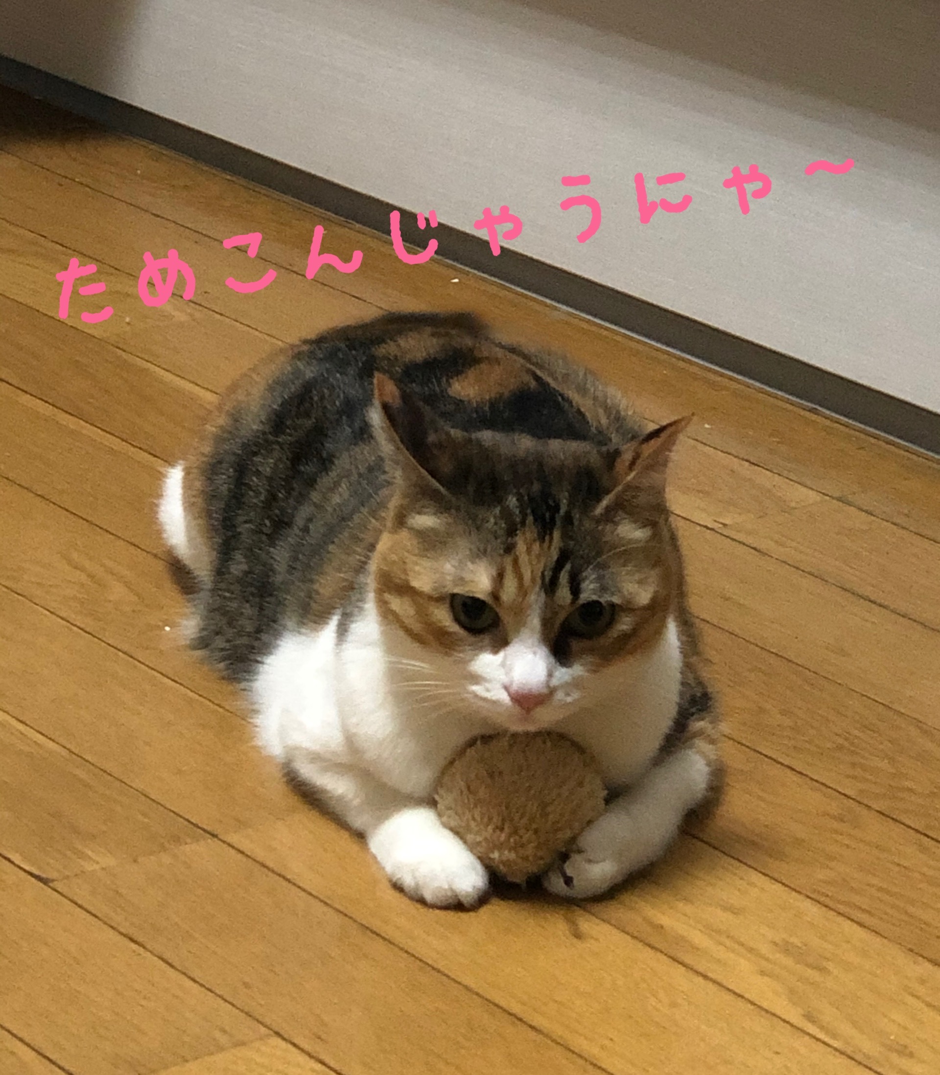 食べるのが怖い ちゃんと食べないと痩せません 京都右京区太秦の運動なし無料カウンセリングからのダイエットサロン
