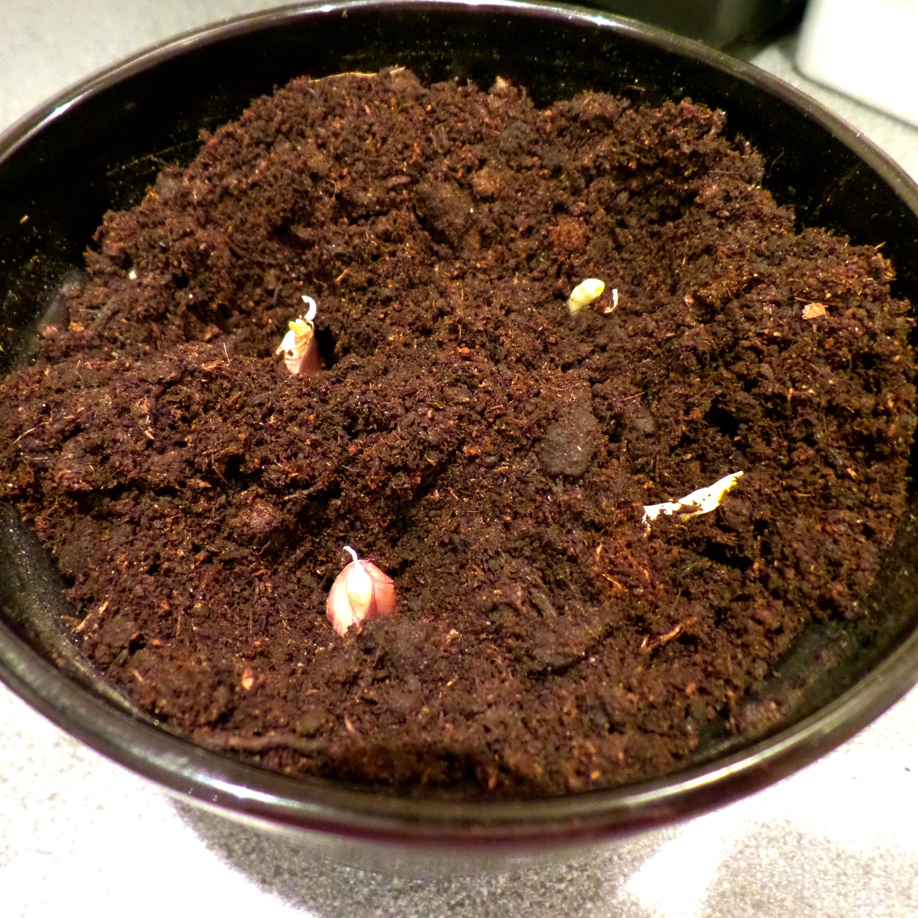 oude knoflooktenen planten in pot foodplanting com