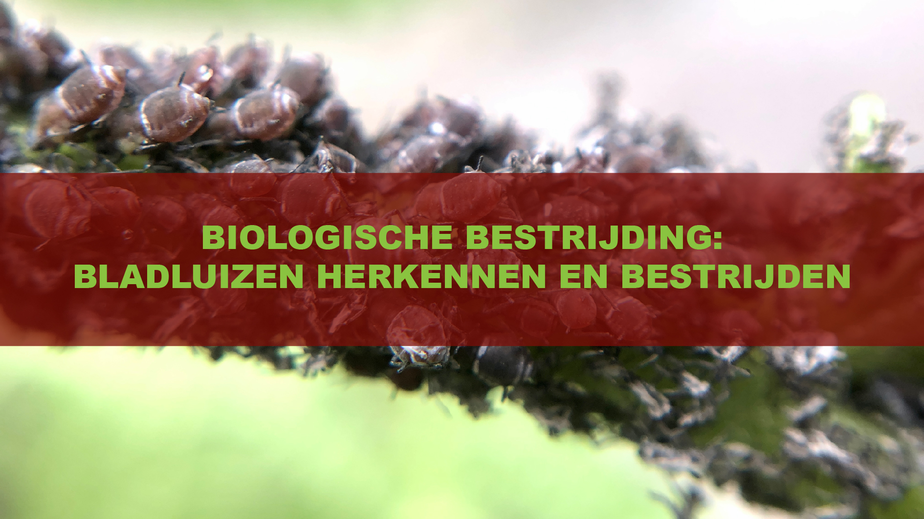 HET HERKENNEN EN BESTRIJDEN VAN BLADLUIZEN