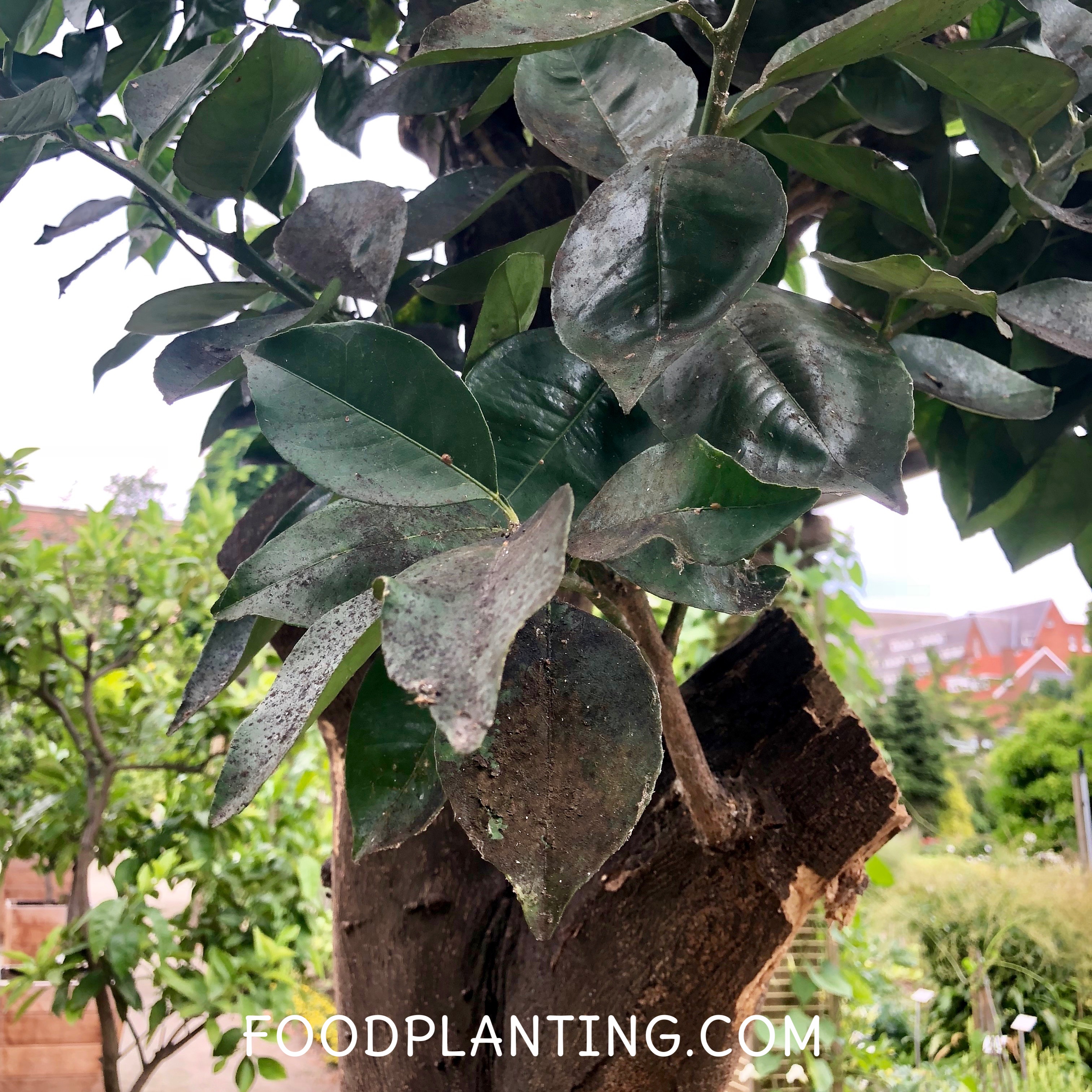 het herkennen en bestrijden van roetdauw schimmel foodplanting com