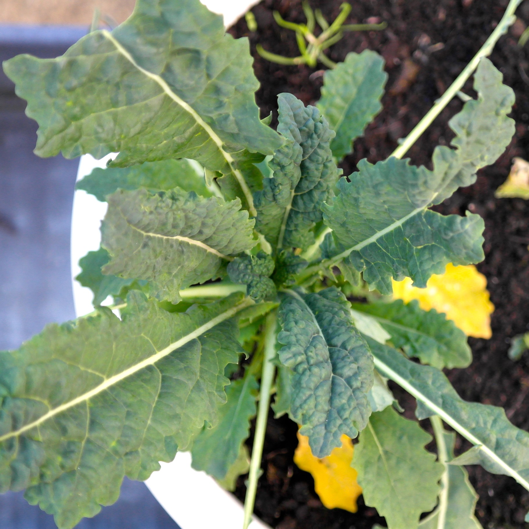 alles over boerenkool kweken in de moestuin foodplanting com
