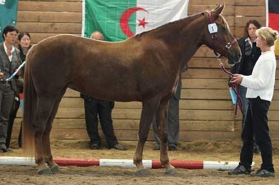 Ouezzane al Mansour erhielt den Titel „VFZB-Leistungsstute" (Foto: Naumann)