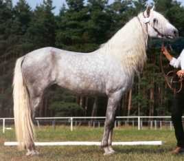 Uhab Berber Körung 2002