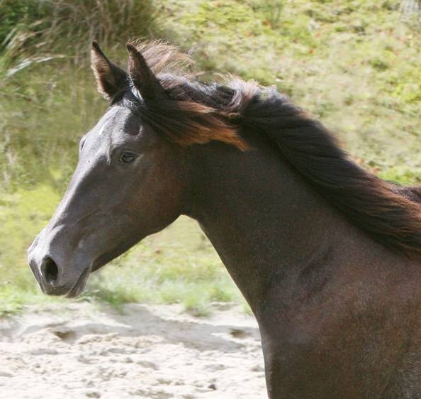 Dagmar schickt mir diese Fotos von Filu - wow - was für ein schönes Pferd