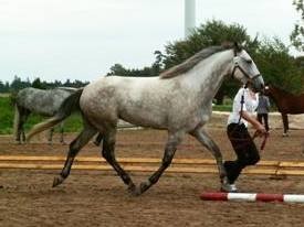 Best of Show 2003 Berber Stute Yarra