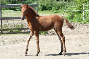 Lahab al Shama (6,25 % AV), geb. 2012 a.d. Hawah Shamalsee (12,5 % AV)