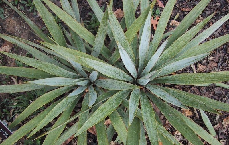 Bild Yucca pallida (c) David Richardson