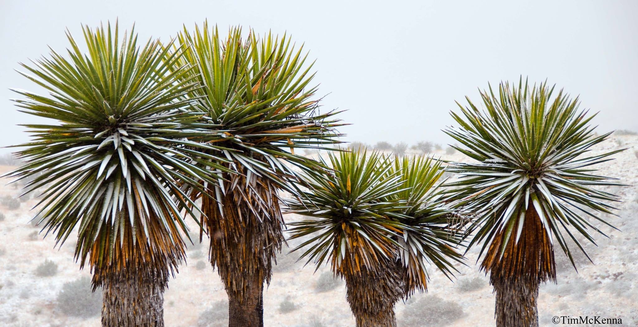 Yucca faxoniana gartenyucca