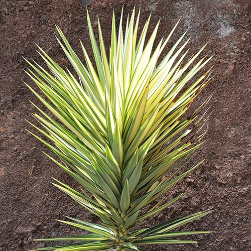 Arten der Gattung Yucca gartenyucca