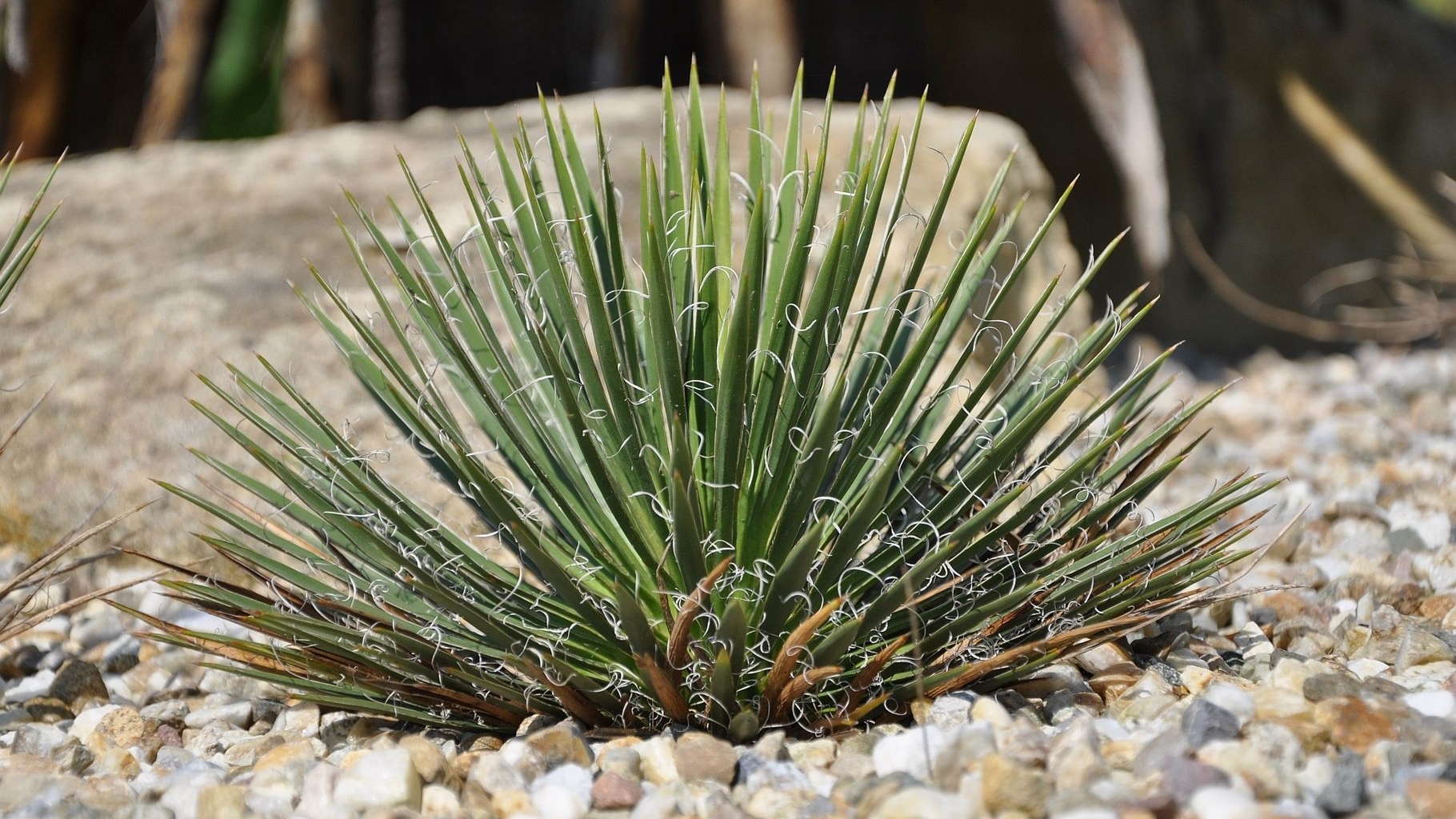 Yucca nana Dwarf Yucca gartenyucca
