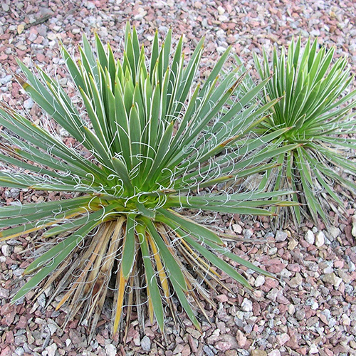 Arten der Gattung Yucca gartenyucca