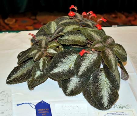 Episcia cupreata metallica - Ph: P. Jago©