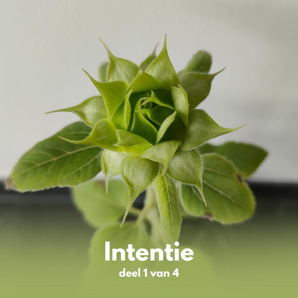 Intentie