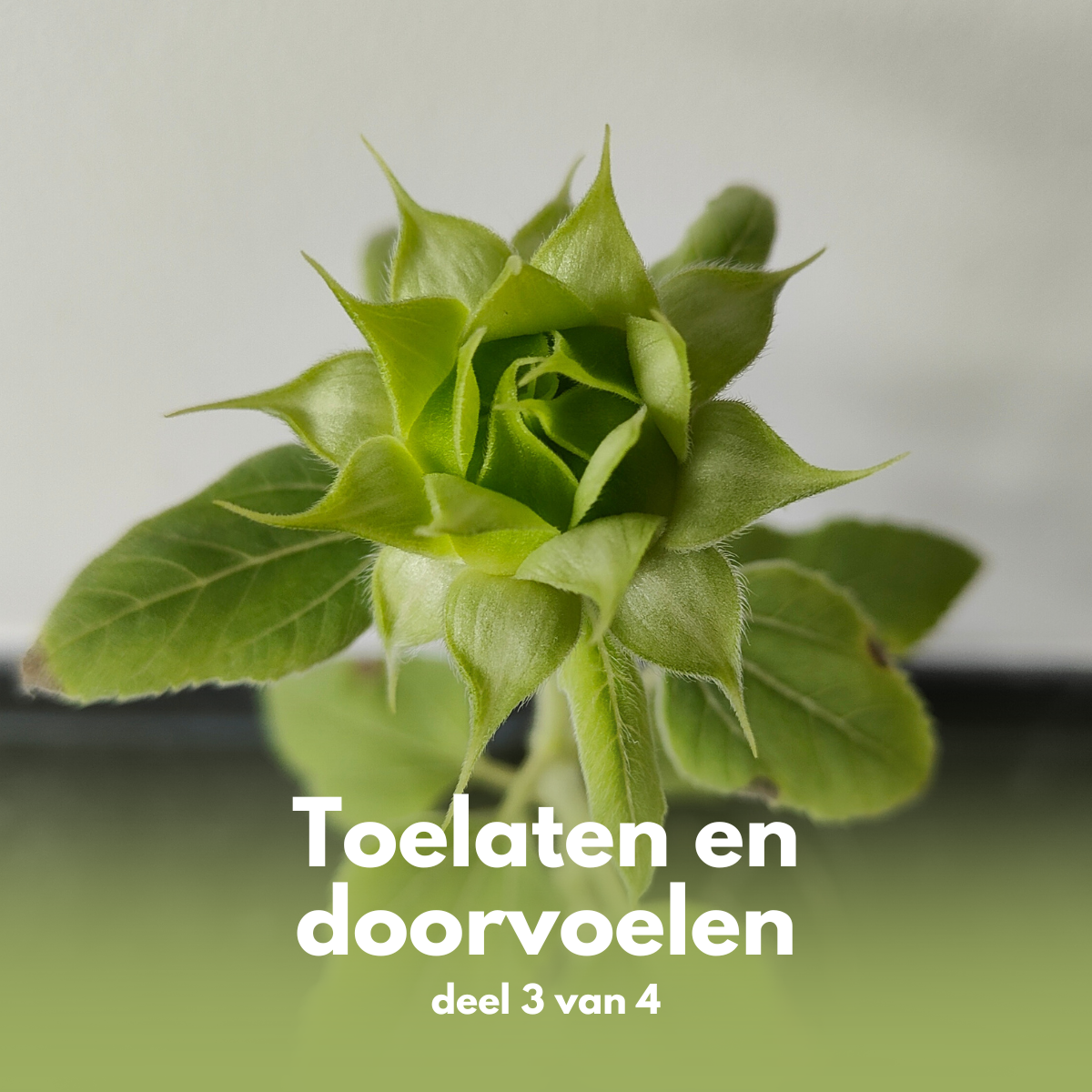 Toelaten en Doorvoelen