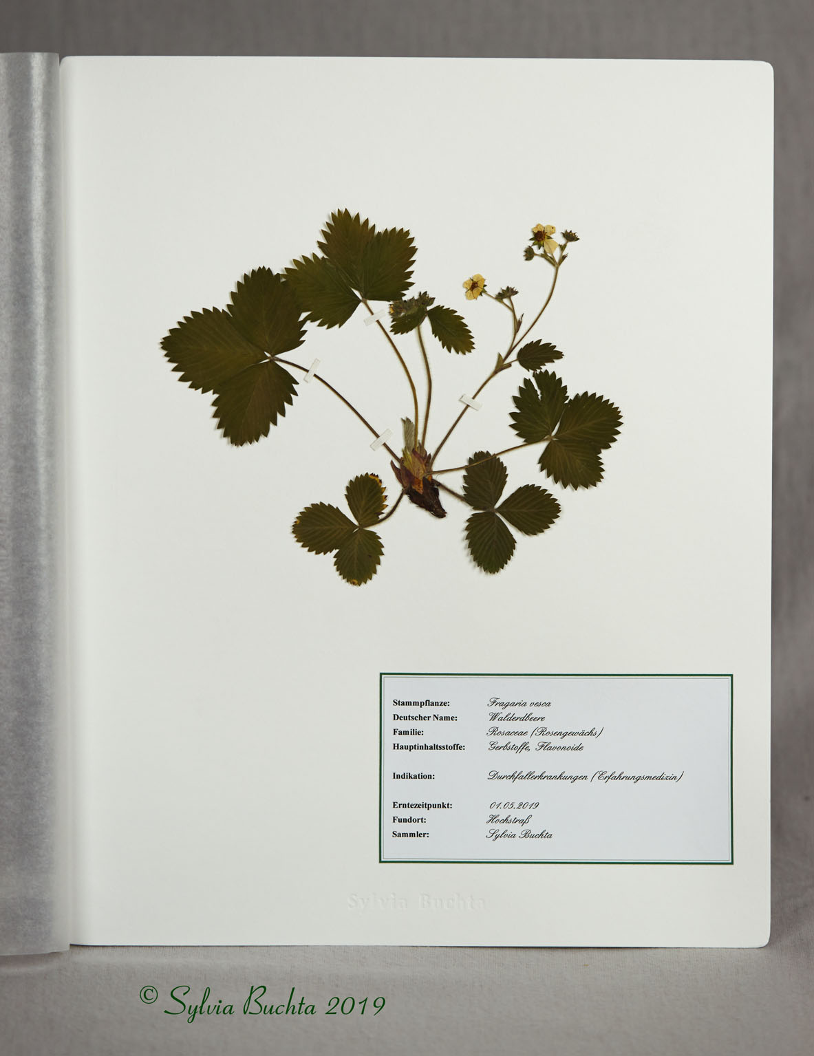 Herbarium BUSYartwork