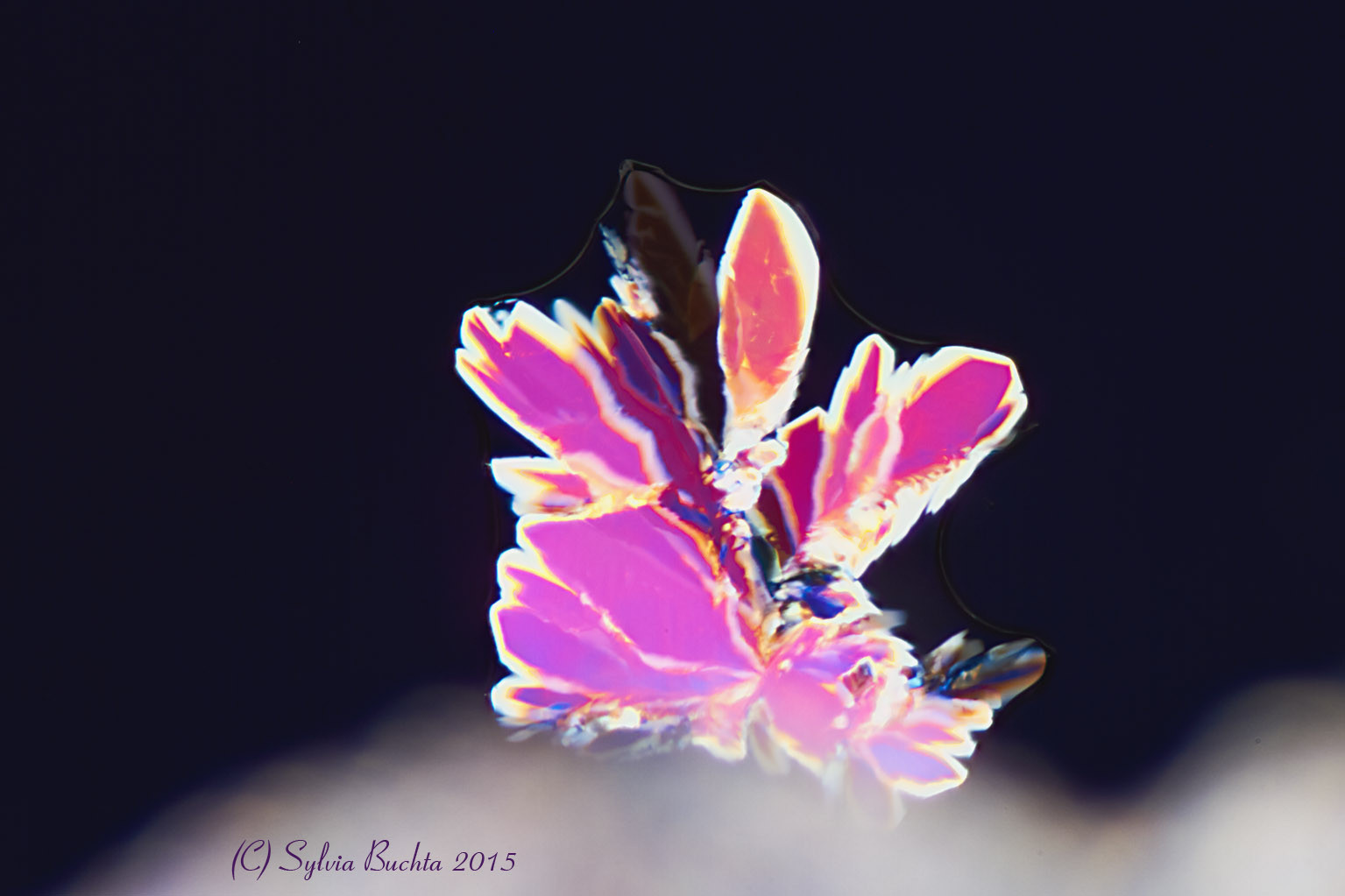 Bild: Kakteendünger Mikrokristall, Verdunstung, Stack am Mikroskop