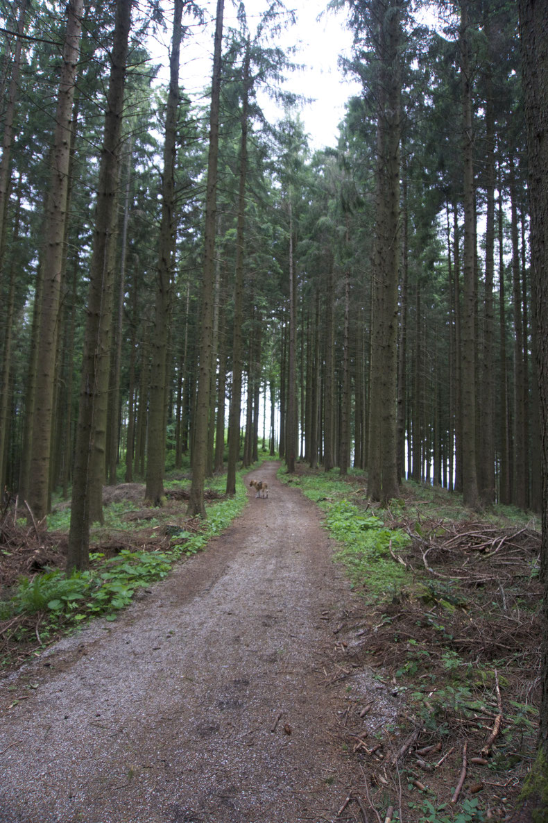 Hinein in den Fichtenwald