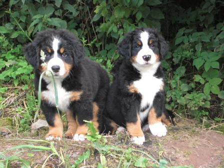 Luise und Lady-Franzi