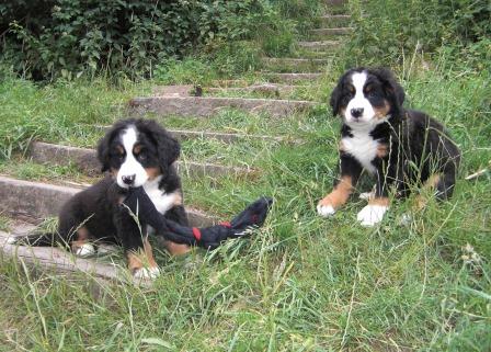 Lola und Lady-Franzi