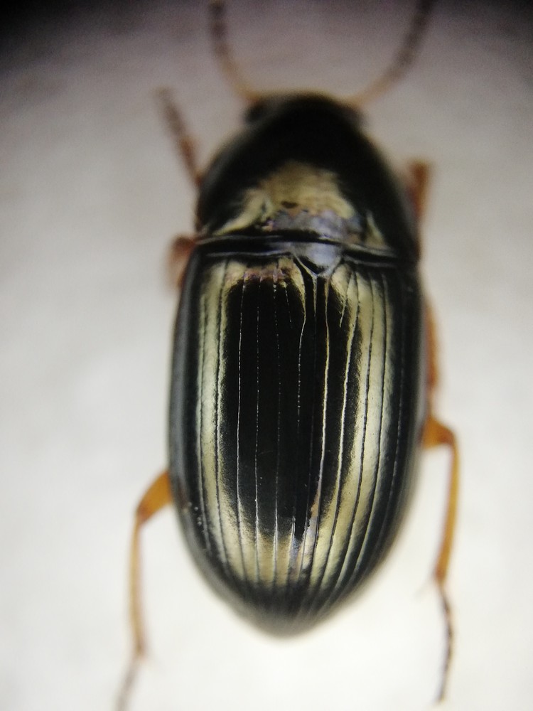 Amara lucida