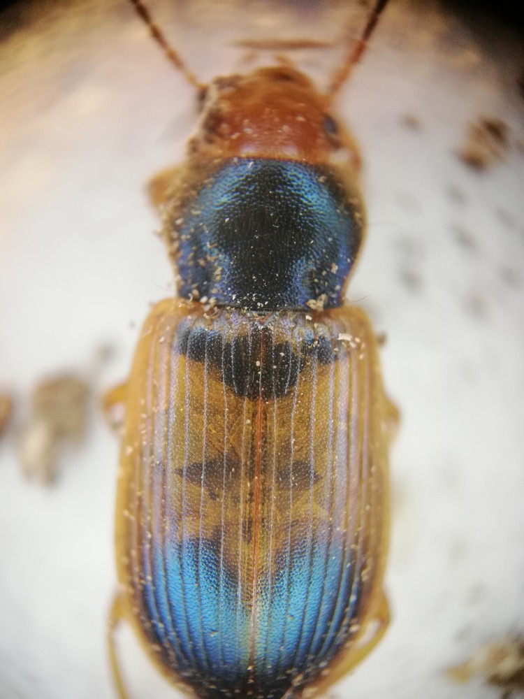 Diachromus germanus