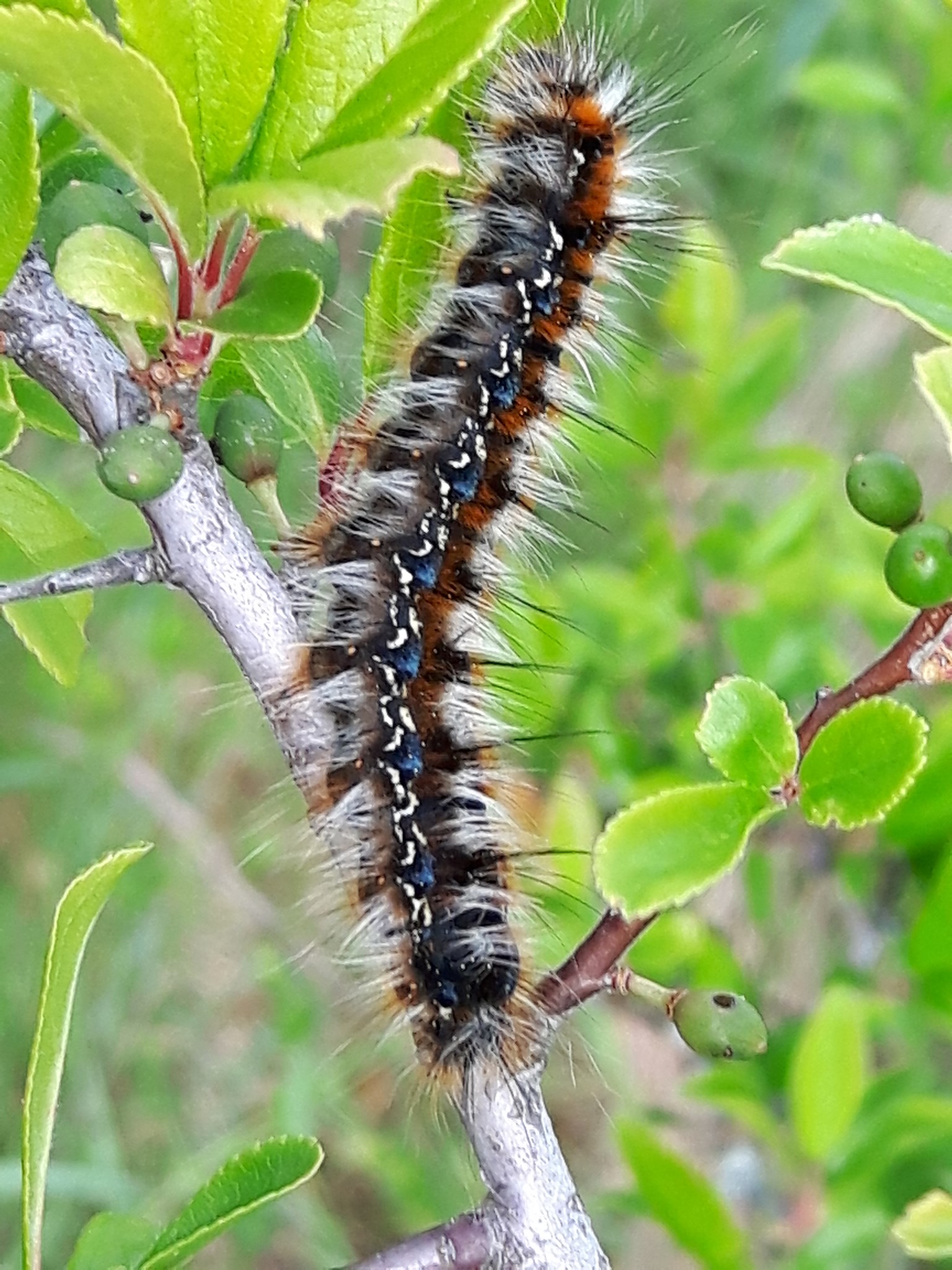 HERBSTWOLLAFTER