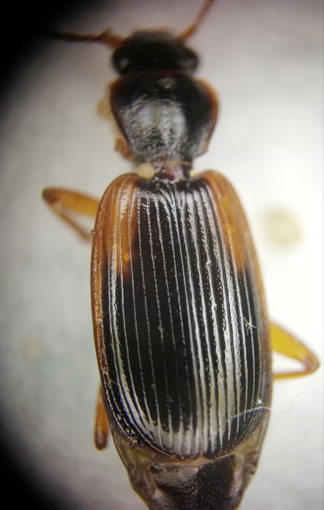 Cymindis humeralis