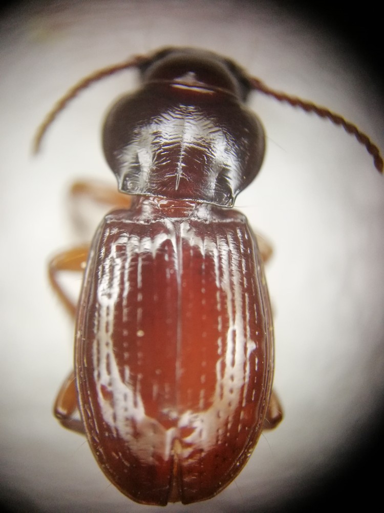 Molops piceus