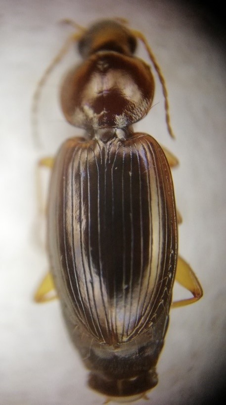 Olisthopus rotundatus, RL He 3