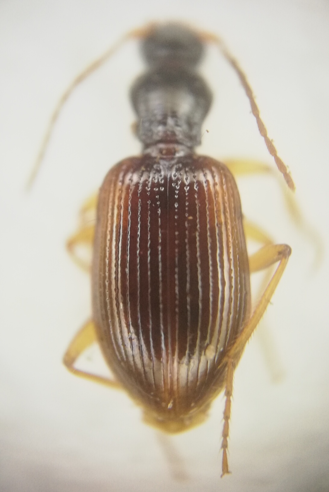 Oxypselaphus obscurus