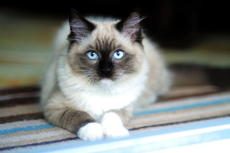 Farben - Pure Ragdolls Cattery