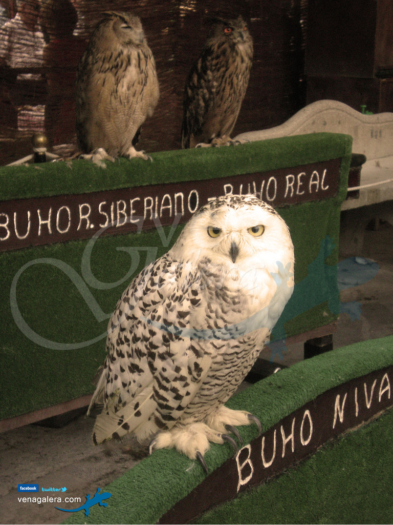 Mercado Argárico de Galera