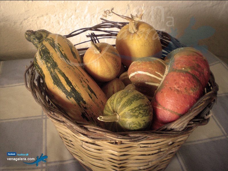 Gastronomía de Galera: Calabazas. Foto: @venagalera