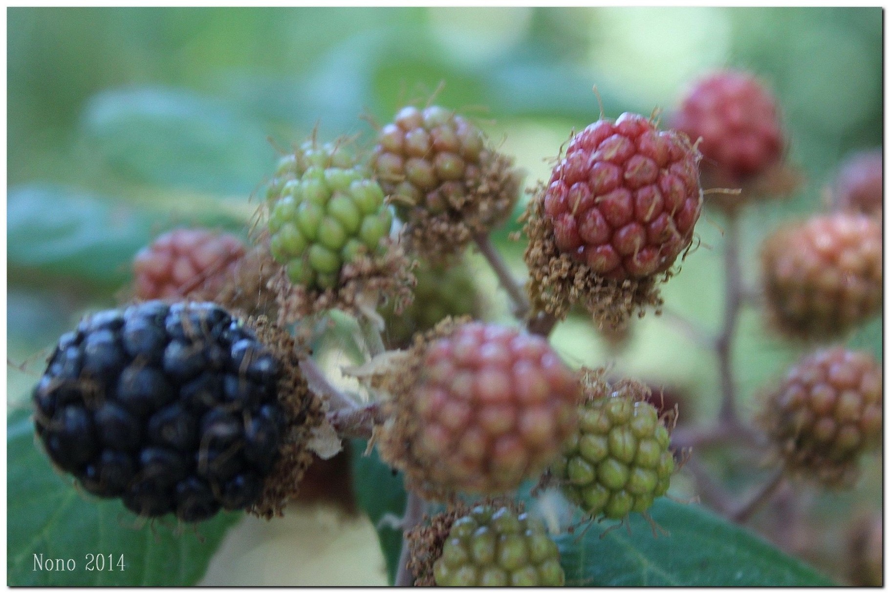 Gastronomía de Galera: Moras silvestres. Foto: J.A. Blázquez