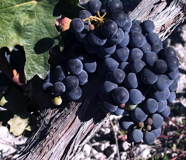 Gastronomía de Galera: Uvas. Foto: R. Domingo