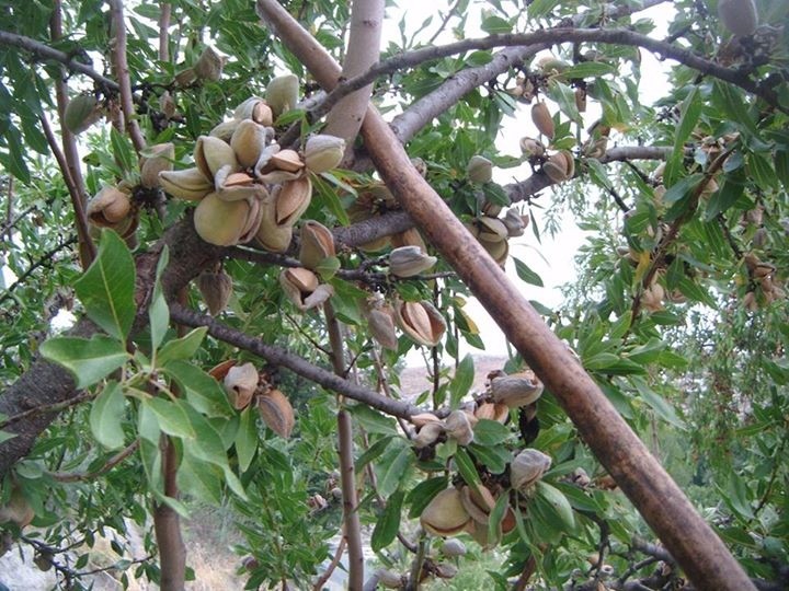 Gastronomía de Galera: Almendras. Foto: J.A. Blázquez