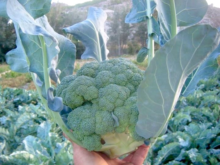 Gastronomía de Galera: Coliflor. Foto: M.A. Malpica