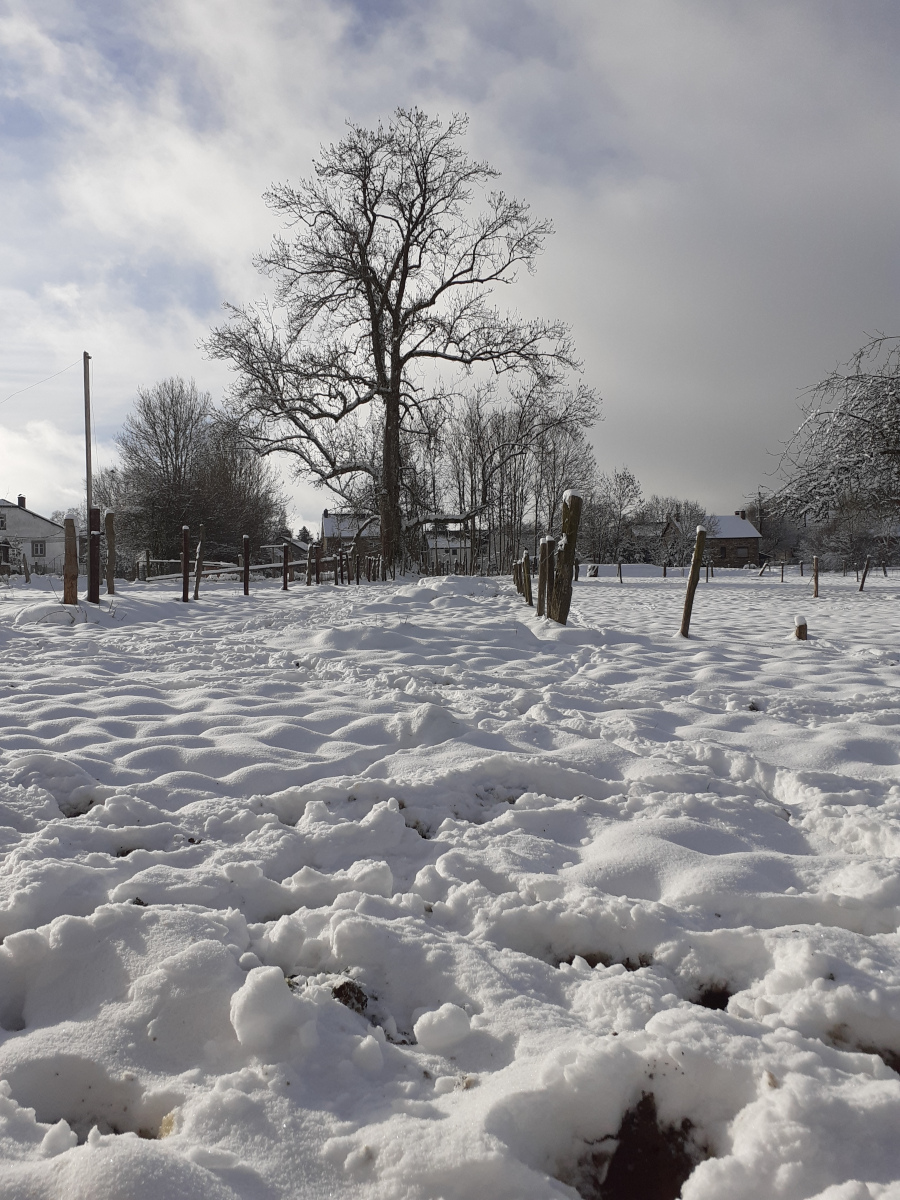 Altitude 445 | A découvrir au jardin | Sous la neige