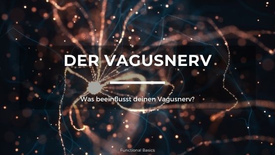 Was macht der Vagusnerv?