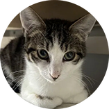 Kocurek do adopcji - Alf