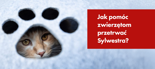 Jak pomóc zwierzętom przetrwać Sylwestra? Kilka porad.