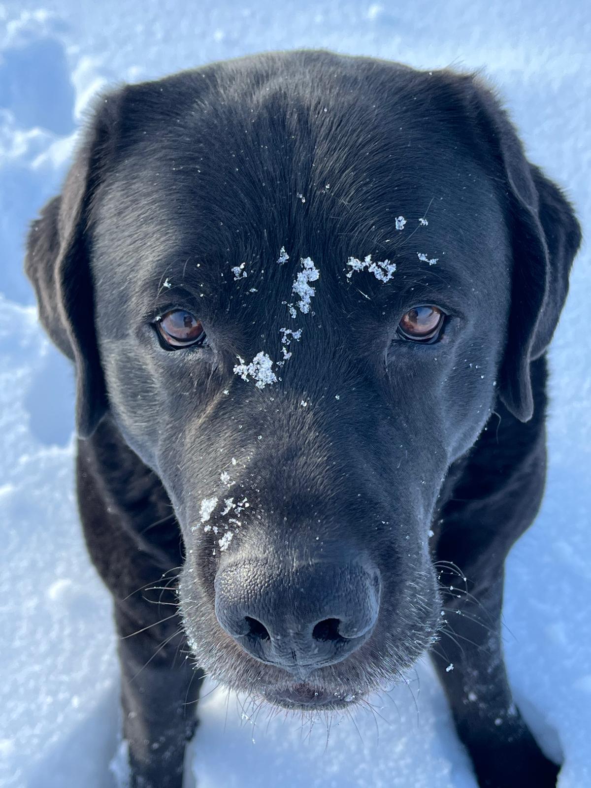 KNUT - "unser" Einzelkind - Jule x Wallace