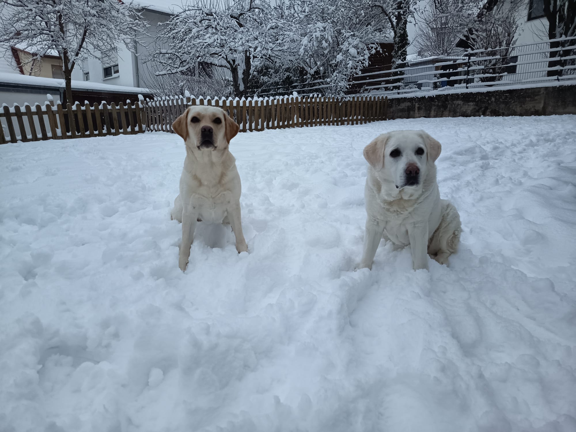 ARYA links - Liese x Harvey, rechts Nala, die gehört auch dazu :-)