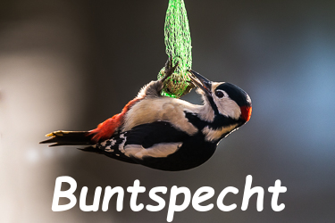 Buntspecht