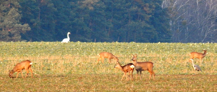 Rehe, Schwan und Reiher einträchtig nebeneinander.