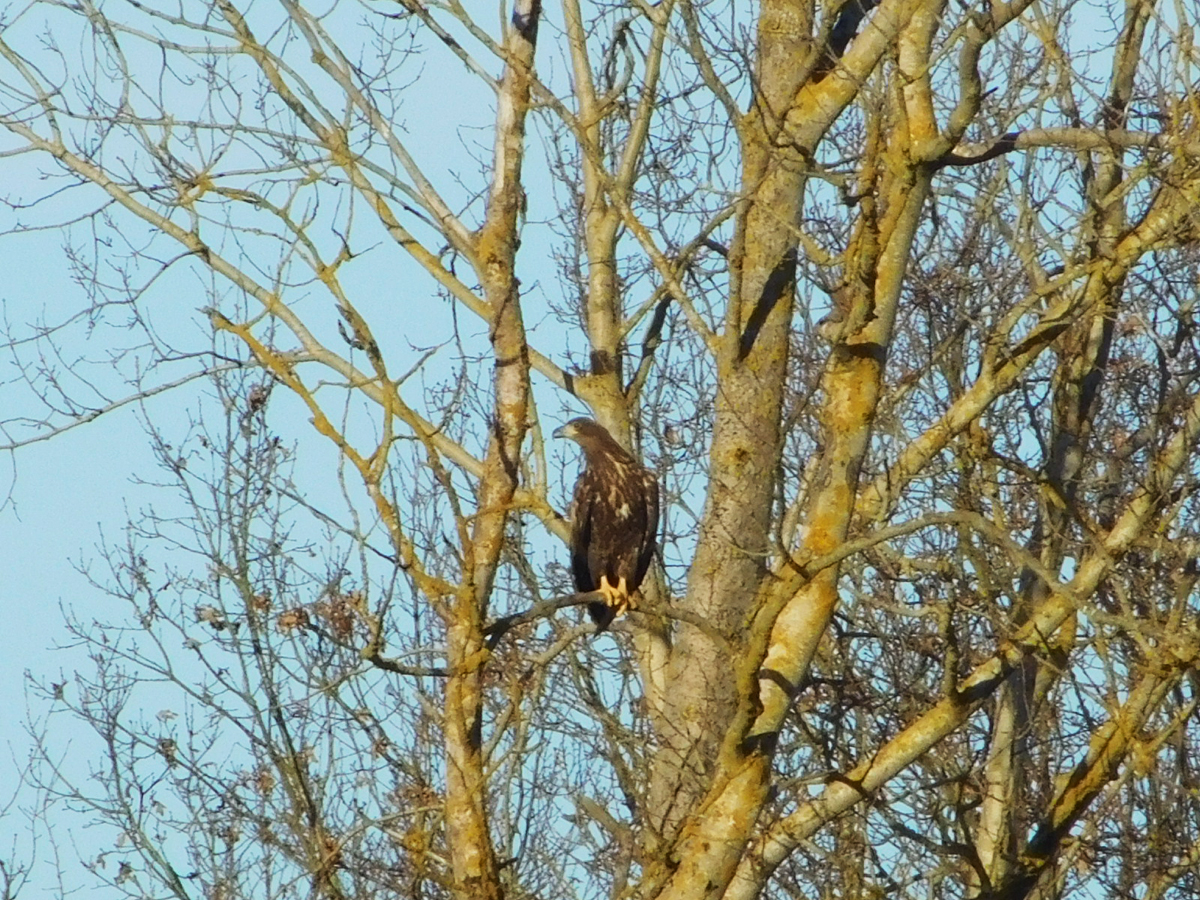 Ein Seeadler im Templiner Stadtgebiet