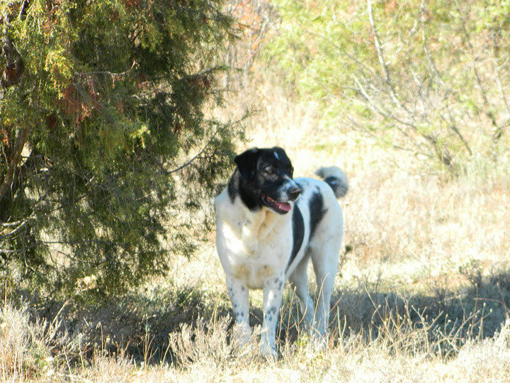 BLANQUILLA en accueil (41)