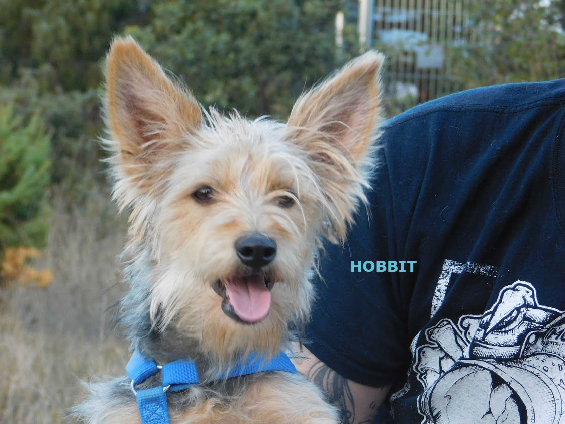 HOBBIT - Cuencanimal